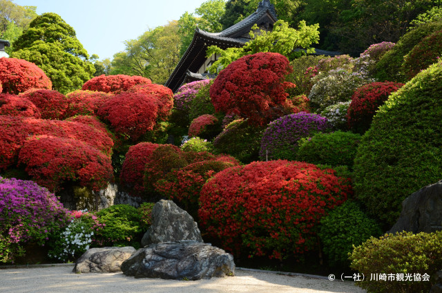 等覚院（つつじ寺）